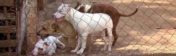 Cães da raça pitbull esperam por adoção em abrigo de Ribeirão Preto (Cães da raça pitbull esperam por adoção em abrigo de Ribeirão Preto)